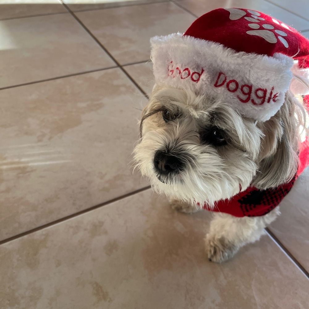 Meet your Posher, Ali!